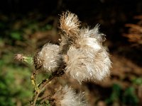 Distel im Wental