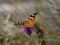 Schmetterling auf dem ehem. Truppenübungsplatz Münsingen