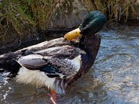 Ente im eisigen Wasser nahe Bad Urach