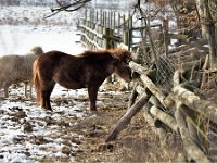 Tiere im Randecker Maar im tiefen und eiskaltem Winter