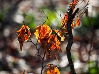 Herbstlaub