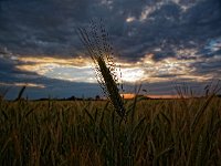 Eine Weizenähre vor eindrucksvoller Wolkenkulisse