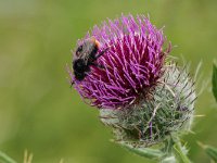 Fleißige Hummel auf dem ehem. Truppenübungsplatz Münsingen